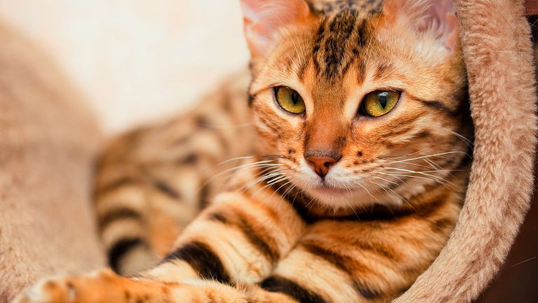 Un gato boxeador conquista con su hazaña a millones de usuarios en TikTok