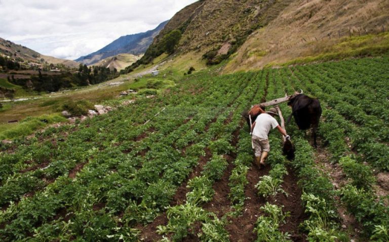Venezuela entregará créditos agrícolas en criptomonedas y euros