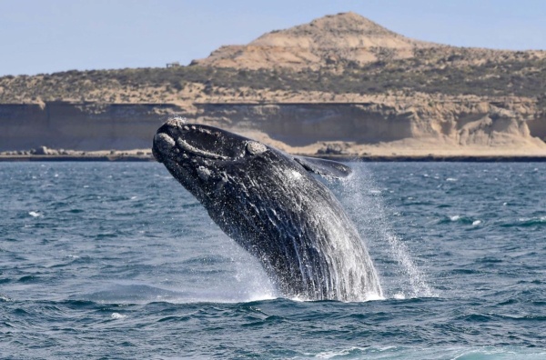 Día Mundial de las Ballenas y los Delfines: Evitar caza de cetáceos