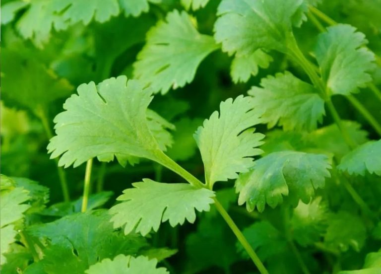 Entérate de los beneficios del cilantro para el organismo