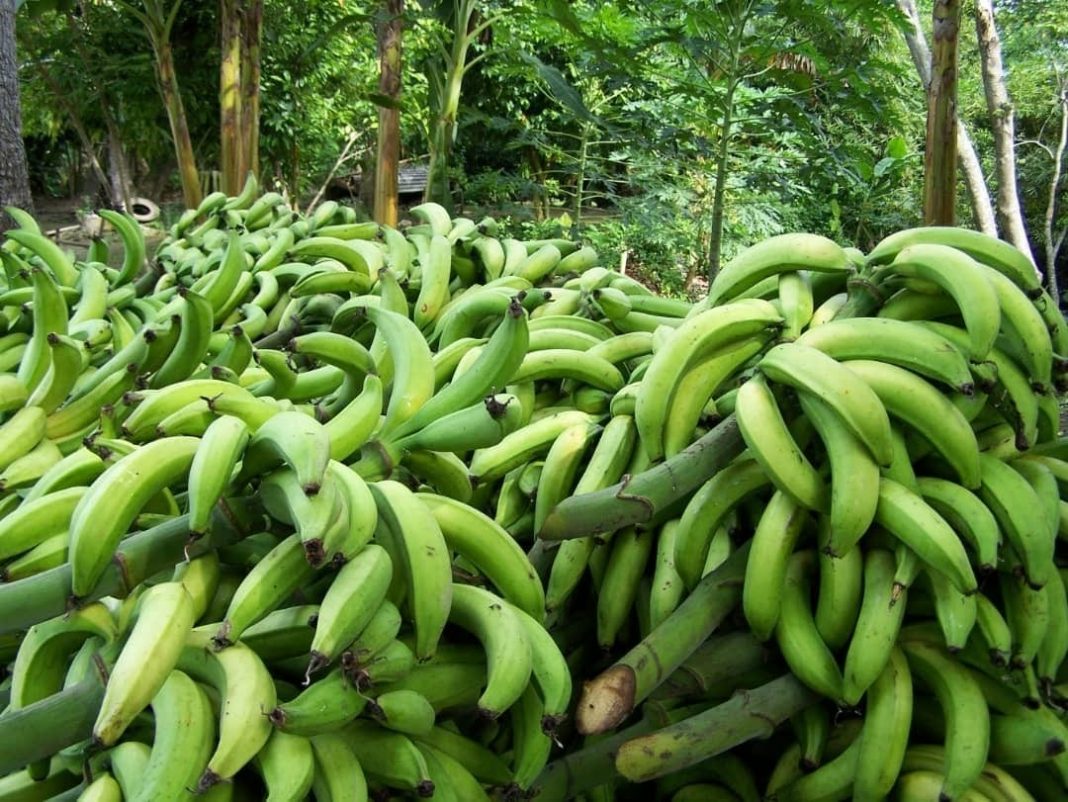 40% de la producción de plátanos afectada