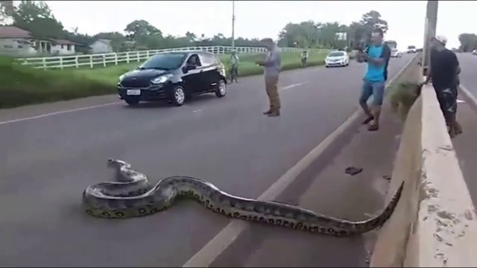 Video de anaconda en carretera - Video de anaconda en carretera