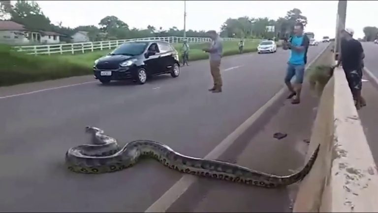 Video de anaconda en carretera no es de Acarigua ni Valencia