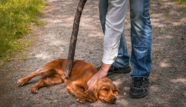 Ministerio Público imputa a un hombre por matar un perro en Nueva Esparta