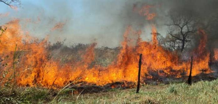 quema indiscriminada en Tocuyito - quema indiscriminada en Tocuyito