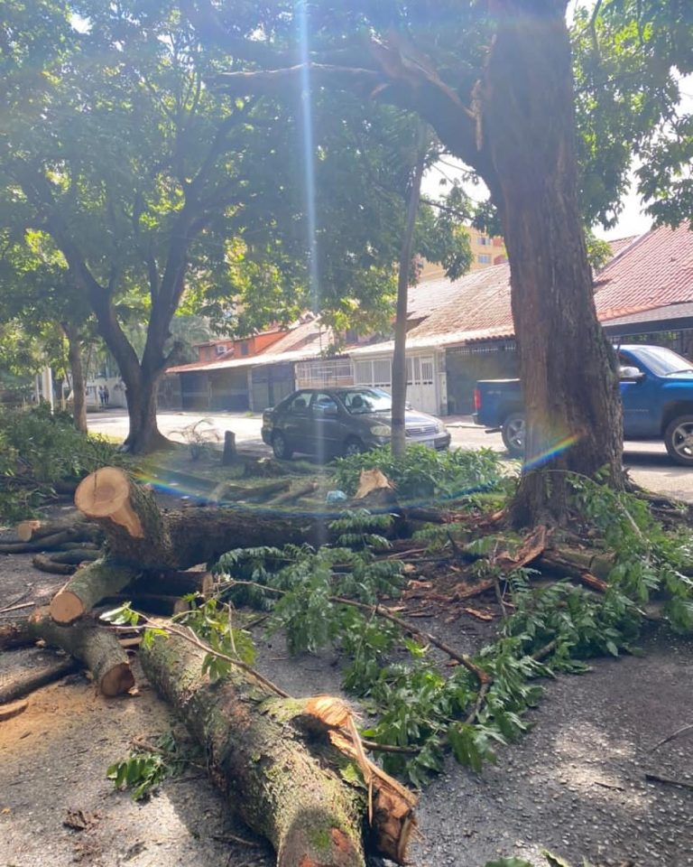 Habitantes de Urbanización Quintas del Norte en Naguanagua piden poda de árboles