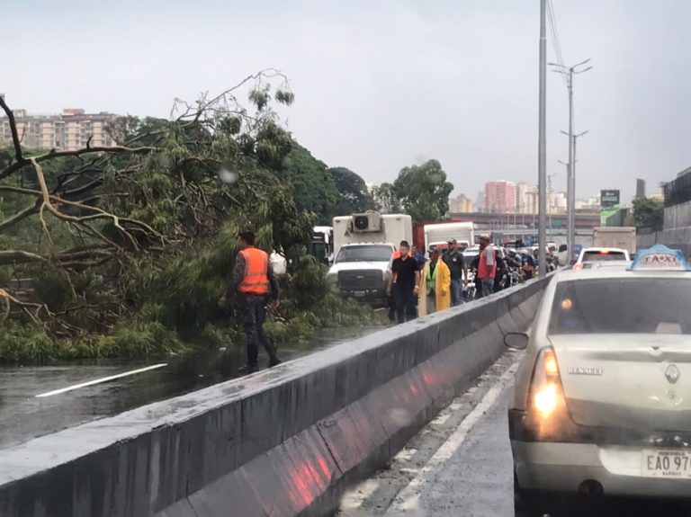 Reportan caída de árbol en la Autopista Francisco Fajardo