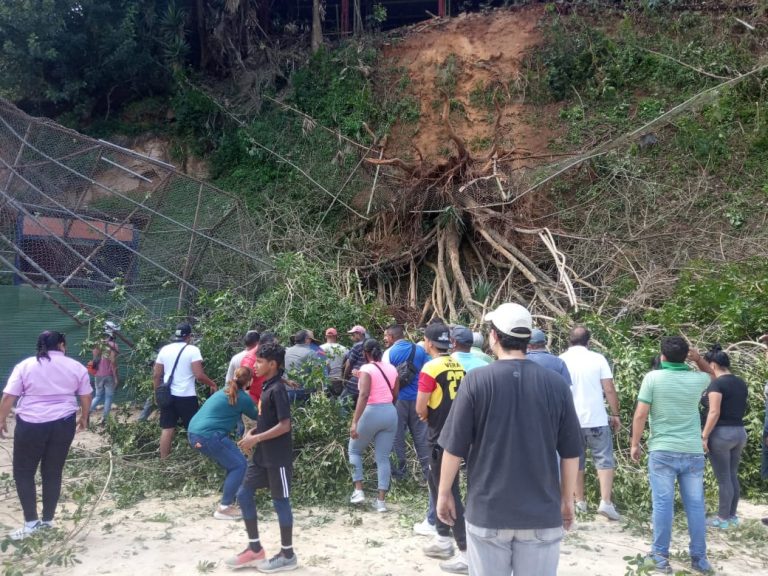 Cuatro niños lesionados tras caída de un árbol en estadio de El Hatillo