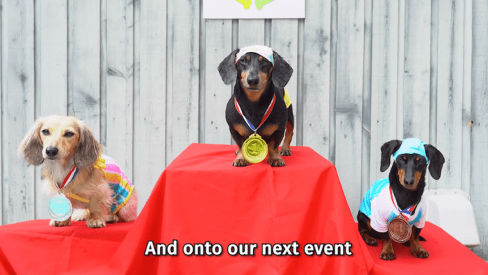 Trío de perros salchicha hace homenaje a los Juegos Olímpicos de Tokio