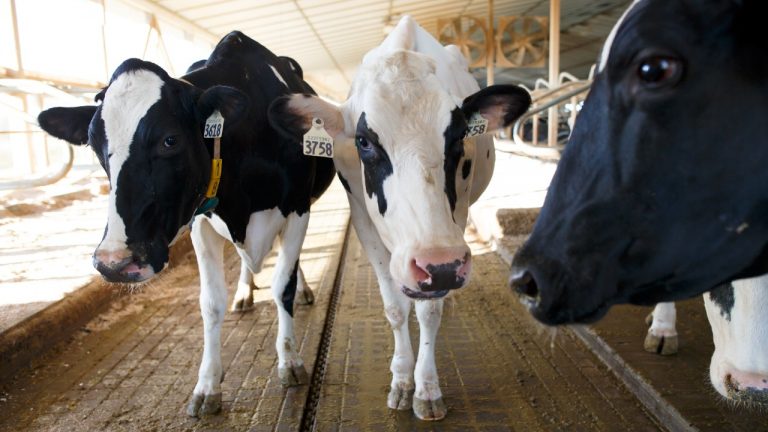 Alarma en Brasil por dos casos de vacas locas