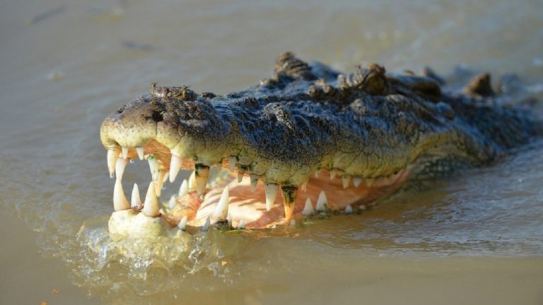 Un enorme aligátor se comió a un reptil más pequeño en California