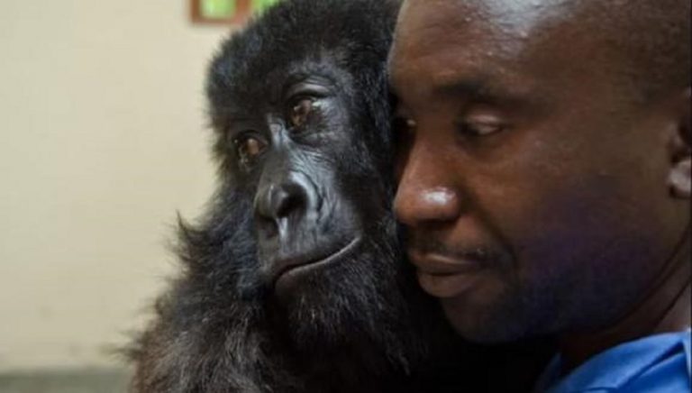 Muere la ‘gorila del selfie’ en el parque congoleño de Virunga