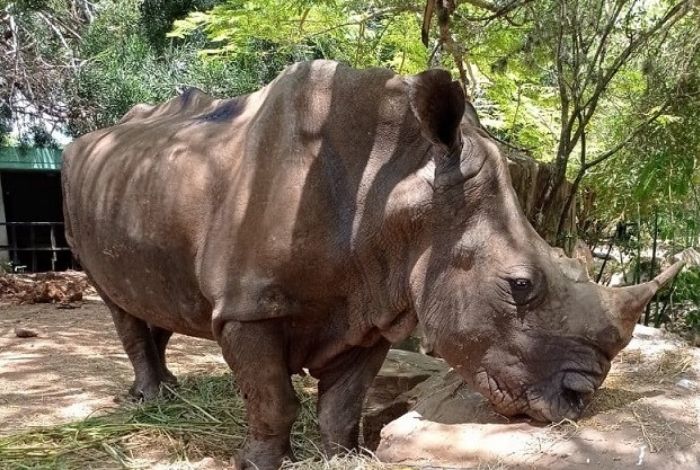 Murió la rinoceronte, Josefina del Parque Zoológico de Barquisimeto