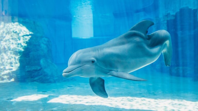 Murió Winter, la delfín discapacitada que inspiró el filme “Dolphin Tale”