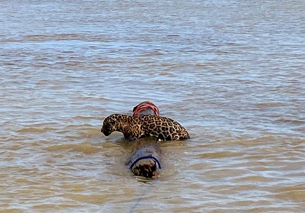 Rescatan a jaguar en el mar