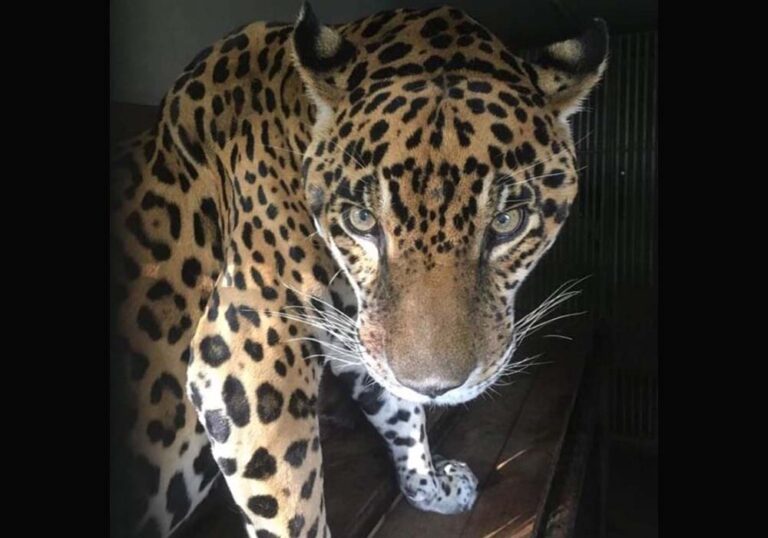 Murió «Caroní», el jaguar del Parque del Este