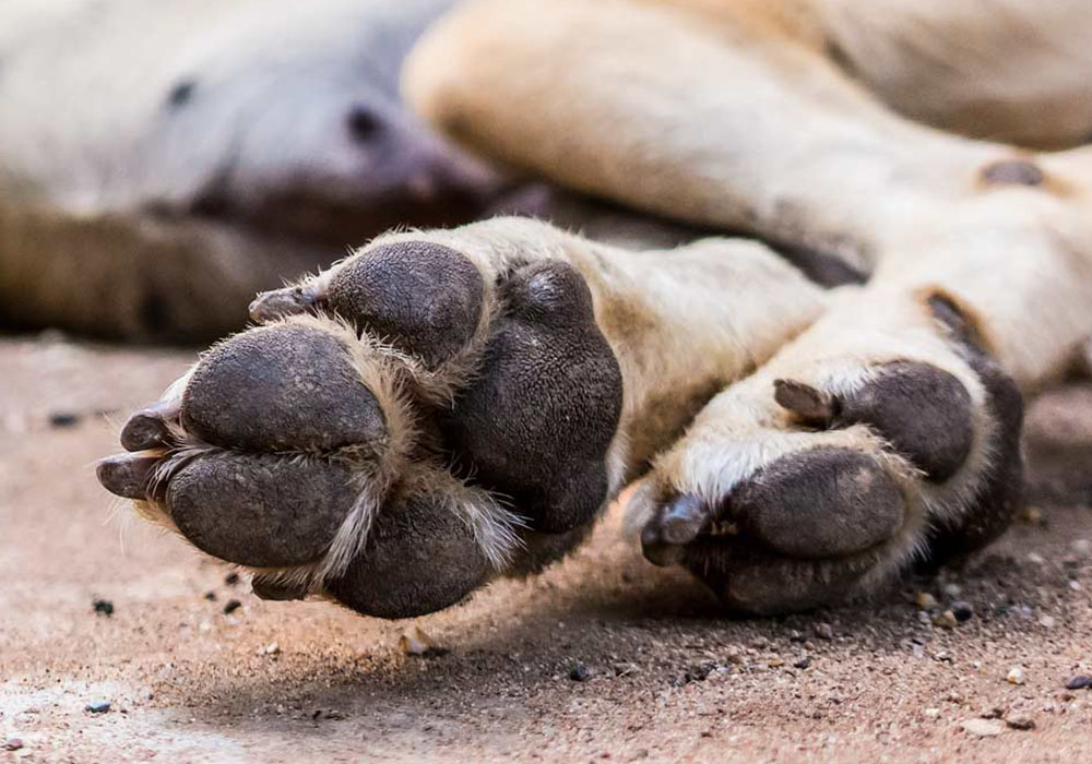 50 perros envenenados en Los Teques