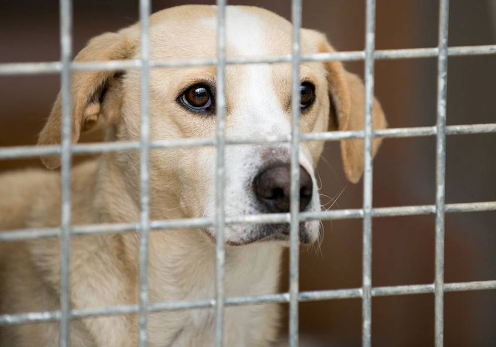 Francia prohíbe venta de perros