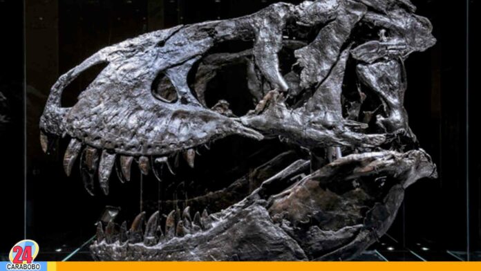 Nuevo estudio sobre el tiranosaurio - Noticias 24 Carabobo