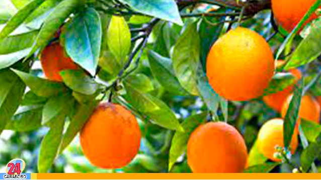 Hojas de naranja, conoce los beneficios para la salud