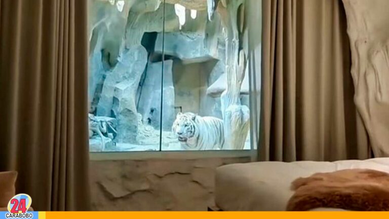 Hotel Sendi Tribe Treehouse en China ofrece una habitación al lado de la cueva de un tigre
