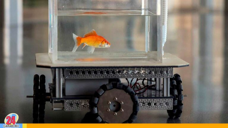 Mira como estos peces dorados son capaces de moverse fuera del agua