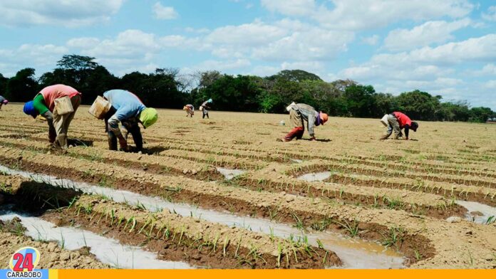 Producción agrícola en Aragua y Guárico - Noticias 24 Carabobo