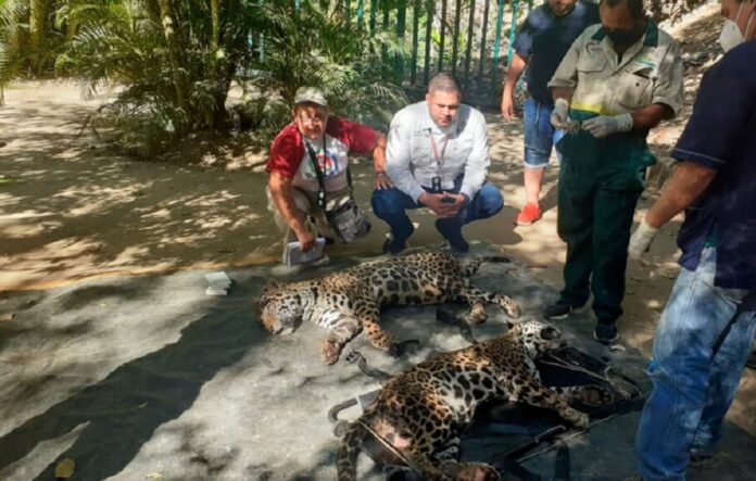 Rescataron a dos jaguares en el municipio Bejuma, estado Carabobo