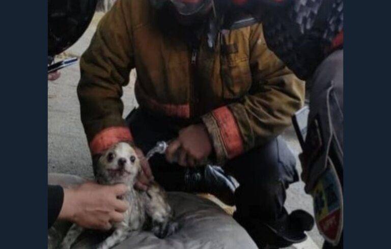 «Ángeles de la Autopista» rescataron a un perro del incendio ocurrido en Bello Monte