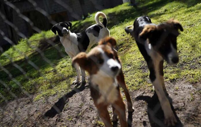 Envenenaron a múltiples perros en El Toco, Guacara