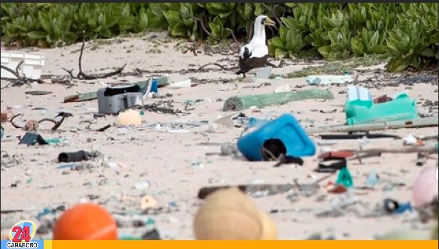 ¡Preocupación! Cómo destruyó la basura del mundo a la Isla Henderson