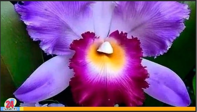 Exposición de orquídeas en Valencia - Exposición de orquídeas en Valencia