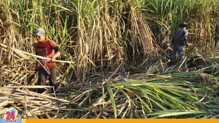 Producción de caña de azúcar en el centro del país aumentó 30%