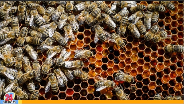 Panales de abejas en Ciudad Alianza preocupan a los habitantes