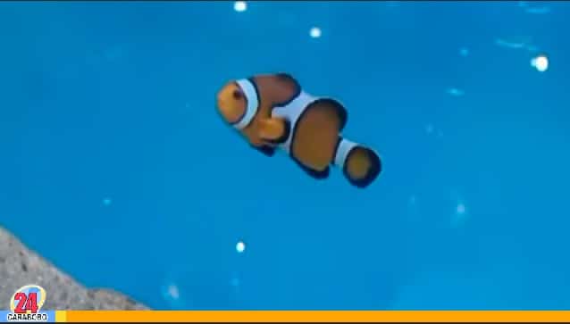 ¿Buscando a Nemo? Este llegó al Zoo Acuarium de Valencia