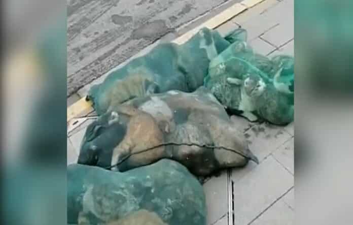 Matan a mascotas de personas contagiadas con Covid-19 en Shanghai
