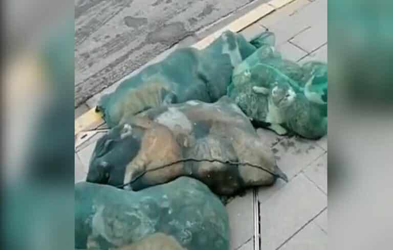 Shanghai: autoridades matan a mascotas de personas contagiadas con Covid-19