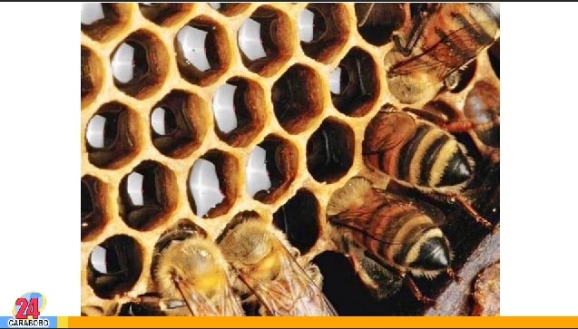 Enjambres de abejas - Enjambres de abejas