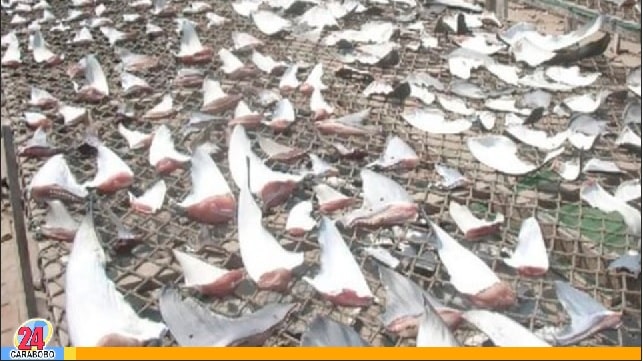 Por contrabando de aletas de tiburón quedaron detenidos en Monagas