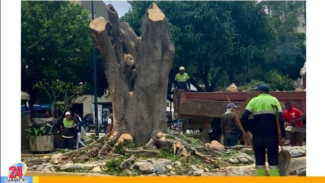 Ministerio Público ordenó investigar tala de árboles en Caracas