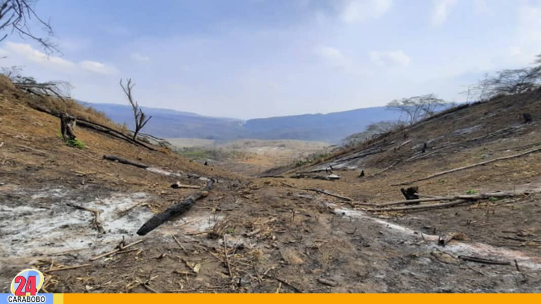 Detenidos por deforestar hectáreas en Falcón