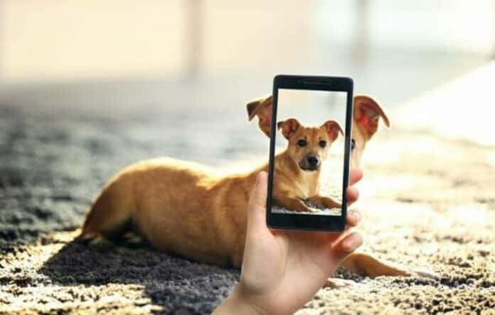 Sigue estos consejos para tomarle fotos a tu mascota con un celular