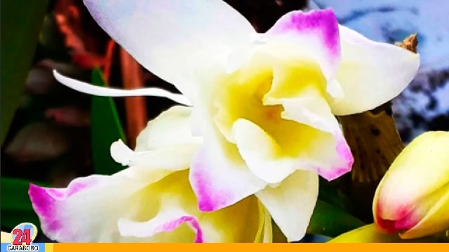 Exposición de orquídeas en Naguanagua para las madres en su día