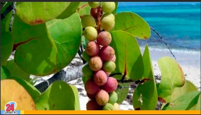 Uva de playa, el árbol milagroso del litoral central