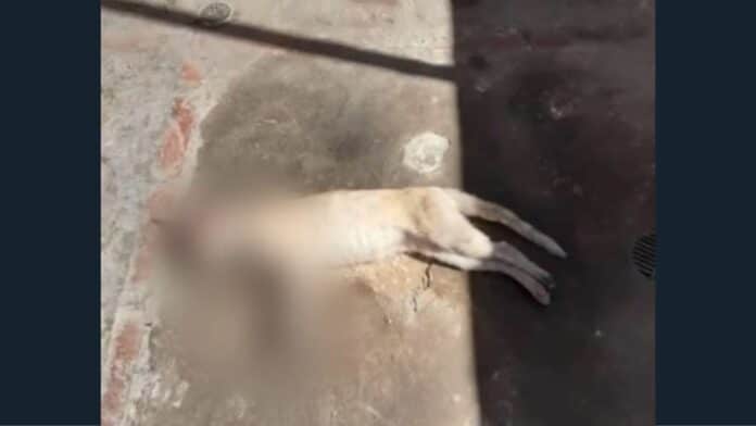 Denunciaron que envenenaron a varias mascotas en Ciudad Alianza