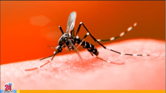 ¡Cuidado! Evita criaderos de los mosquitos del dengue
