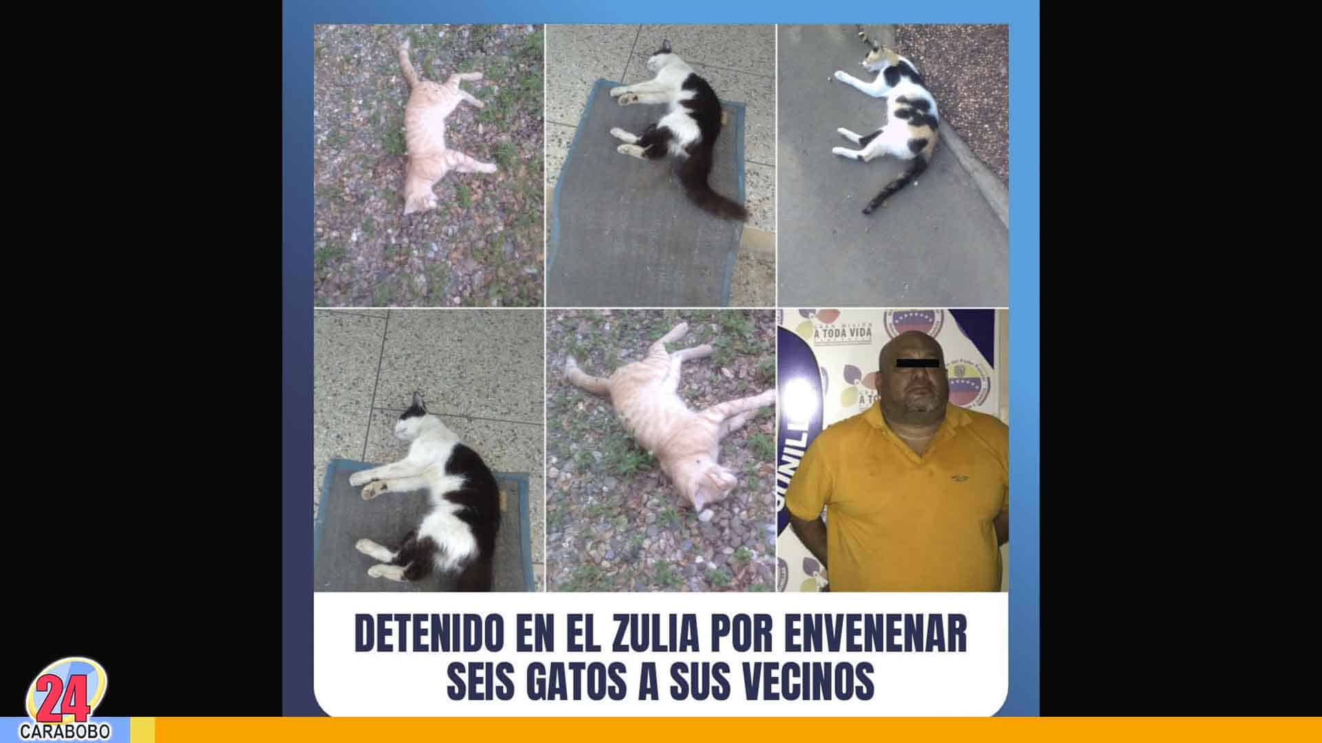 Detenido por envenenar gatos