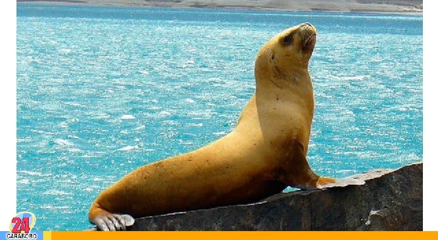 lobo marino en Chile - lobo marino en Chile