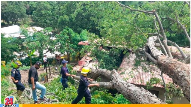 Casa de la niña raptada en Samán Mocho le cayó un árbol encima