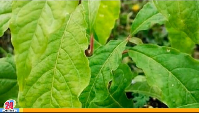 ¡Vida y salud! Beneficios del anamú u hojas de mapurite